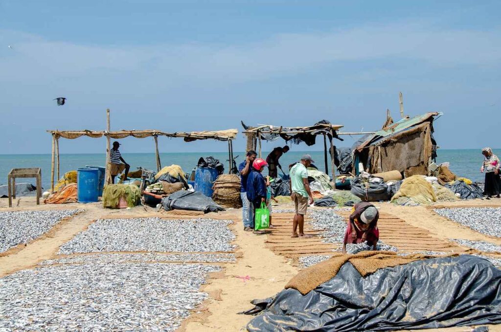 Negombo Sri Lanka