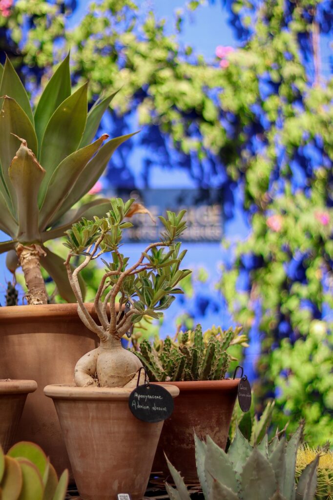 Jardin Majorelle